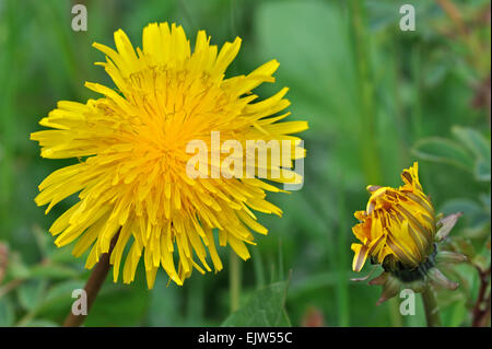 Common dandelion (Taraxacum officinale) in flower Stock Photo