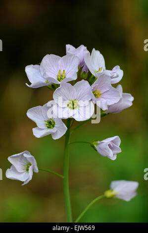 Cuckoo flower /  cuckooflower / lady's smock (Cardamine pratensis) in flower Stock Photo