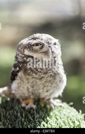 Little Owl in captivity, detail of wild animal, bird of prey Stock Photo