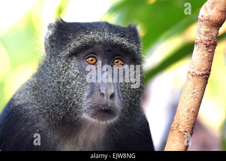 Portrait of a blue diademed monkey, Cercopithecus mitis, between the vegetation. This primate lives largely in the forest canopy Stock Photo