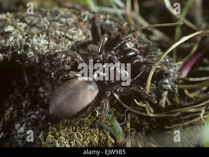 Purse-web Spider - Atypus affinis Stock Photo