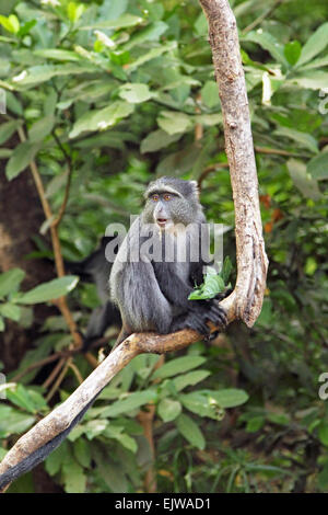 A blue diademed monkey, Cercopithecus mitis, on a branch in Lake Manyara National Park, Tanzania. This primate is found in everg Stock Photo