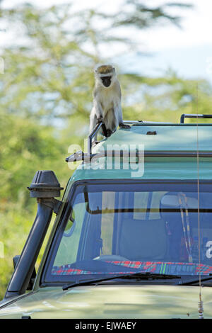 A vervet monkey, Chlorocebus pygerythrus, sitting on the canopy car of a jeep, at Serengeti National park, Tanzania Stock Photo