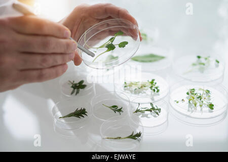 Close up of man's hand preparing plants in laboratory Stock Photo