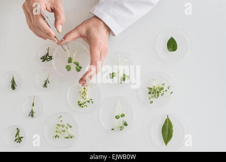 Close up of man's hand preparing plants in laboratory Stock Photo