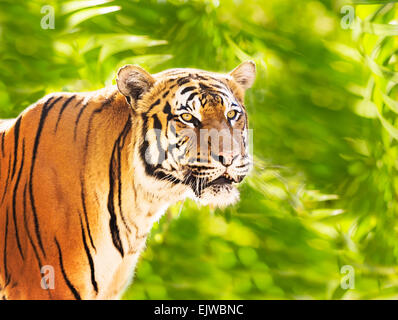 USA, Florida, West Palm Beach, Close up of tiger Stock Photo