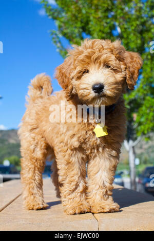 USA, Colorado, Portrait of cute young dog Stock Photo