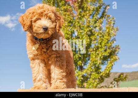 USA, Colorado, Portrait of cute young dog Stock Photo