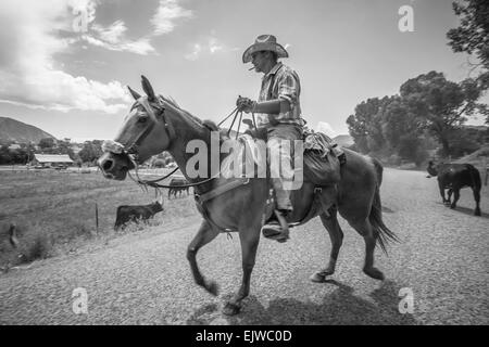 USA, Colorado, Cowboy with cattle Stock Photo