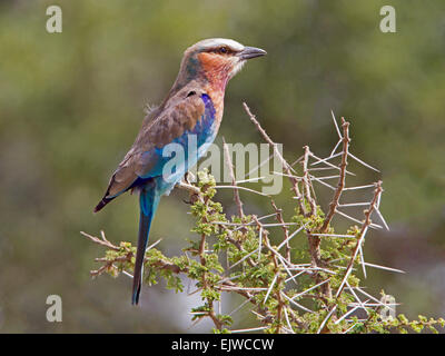 Lilac-breasted roller perched on acacia Stock Photo