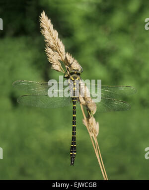 Golden-ringed Dragonfly - Cordulegaster boltonii Stock Photo