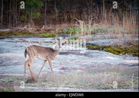 White-tailed deer at dusk on a granite stone outcropping near Atlanta, Georgia, USA. Stock Photo