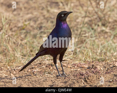 Ruppell's long-tailed starling standing Stock Photo