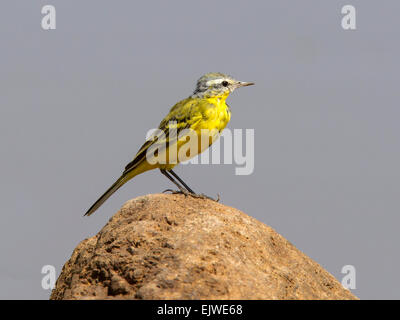 Western yellow wagtail perched on rock Stock Photo