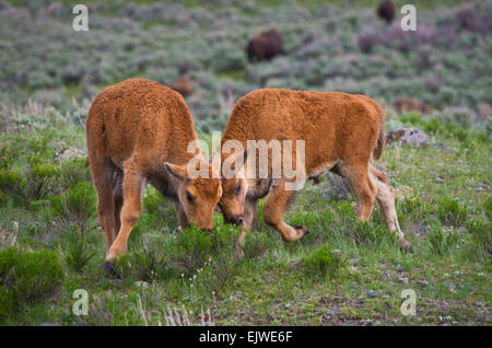 Bison calves playing, pushing each other, Yellowstone National Park, Wyoming, United States. Stock Photo
