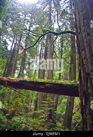 Redwood Trees along Steep Ravine - Dipsea trail loop, in Mt. Tamalpais State Park, California. Stock Photo