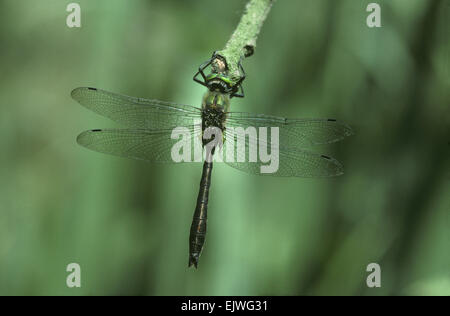 Downy Emerald - Cordulia aenea Stock Photo