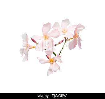 Oleander flowers. Nerium shrub with pastel pink flowers isolated on white. Stock Photo