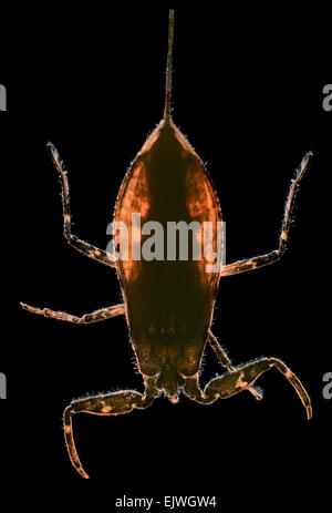 Water Scorpion - Nepa cinerea Stock Photo