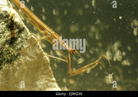 Water Stick Insect - Ranatra linearis Stock Photo