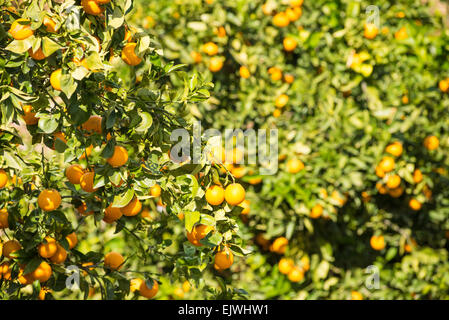 Orange trees with their branched loaded with ripe fruit Stock Photo