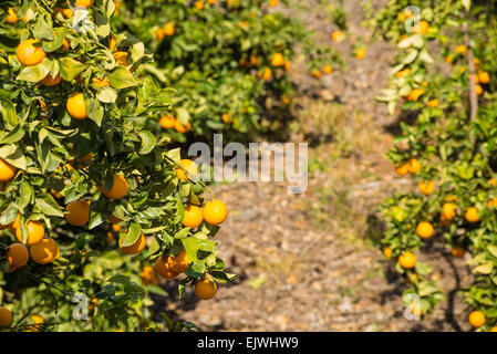 Orange trees with their branched loaded with ripe fruit Stock Photo