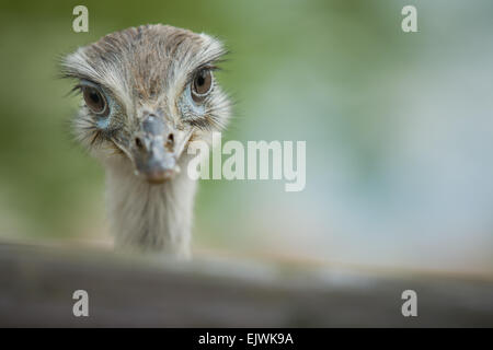 Close-up portrait of Greater Rhea bird with green  background Stock Photo