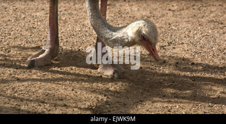 A beautiful wild African female Ostrich head portrait grazing and feeding in a Zoo Stock Photo