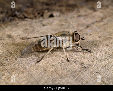 Band-eyed Brown Horse Fly - Tabanus bromius Stock Photo