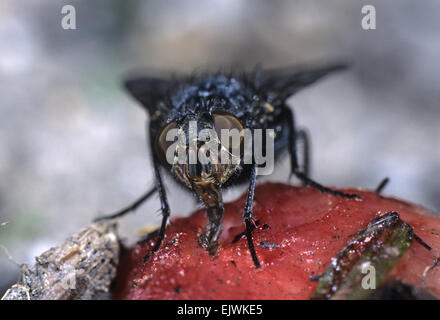 Bluebottle - Calliphora erythrocephala Stock Photo