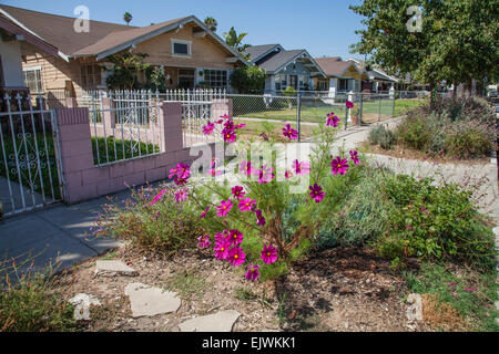 Los Angeles, California, USA. 01st Apr, 2015. On April 1, 2015, California Governor Jerry Brown announced first time in history mandatory water cutbacks as the state enters a fourth year of severe drought. The watering of decorative grasses on public street medians is banned. Credit:  Citizen of the Planet/Alamy Live News Stock Photo