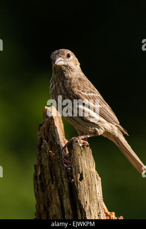 A female House Finch is perched on a pine stump. Stock Photo