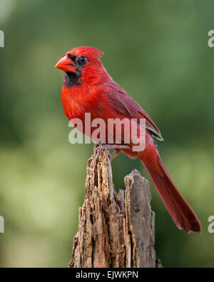 A northern cardinal perched in early morning. Stock Photo