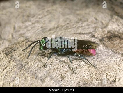 Ruby-tailed Wasp - Chrysis ignita Stock Photo