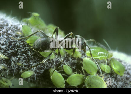 Black Ant - Lasius niger milking aphids Stock Photo
