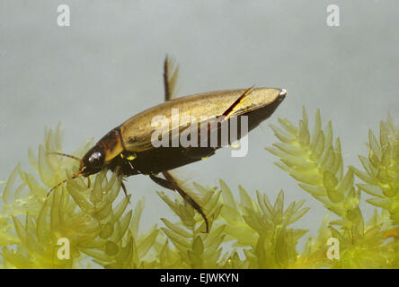 Lesser Diving Beetle - Acilius sulcatus Stock Photo
