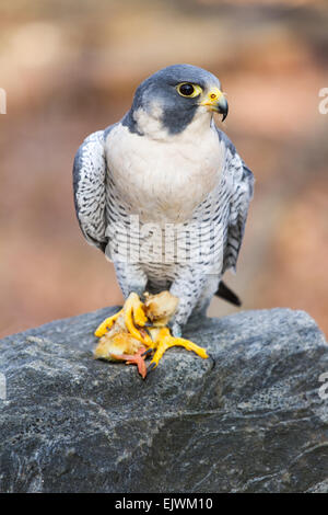 A peregrine falcon eating a young chicken. Stock Photo