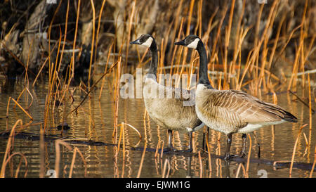Two Canada geese pause on a fallen tree before returning to their nests