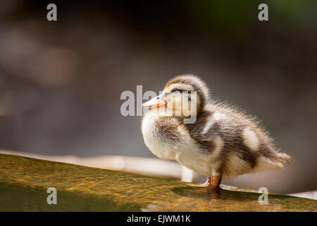A Mallard Duckling wading in the shallows. Stock Photo