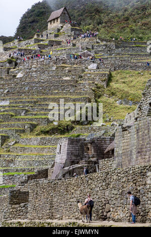 Peru, Machu Picchu.  Tourists Above View Ruins from the Guardhouse Terraces.  Tourists below Greet Alpaca. Stock Photo