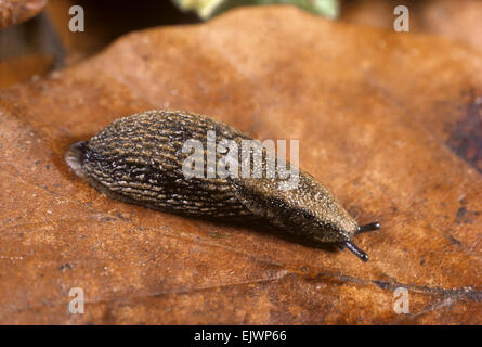 Common Garden Slug - Arion distinctus Stock Photo