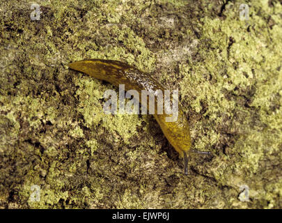 Yellow Slug - Limax flavus