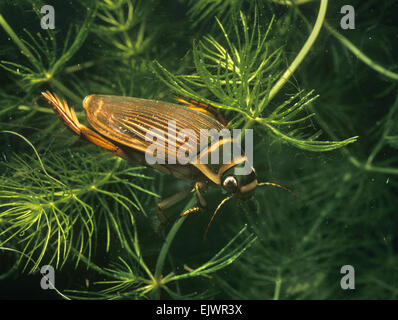 Great Diving Beetle - female - Dytiscus marginalis Stock Photo