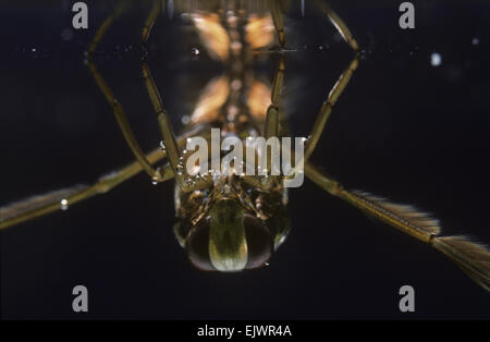 Water Boatman - Notonecta glauca Stock Photo