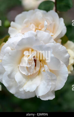 Rosa Gomery Stock Photo