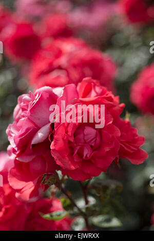 Rosa Dance of Joy Stock Photo