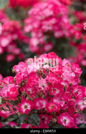 Rosa Kleine Dortmund Stock Photo