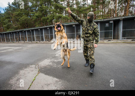 Kiev, Ukraine. 1st April, 2015. Police dog and training. Trainer plays with German shepherd named Boy that just returned from Donetsk after 45 days of service searching weapon and explosives, Militia Dog Training and Breeding Center, Kiev, Ukraine. 1 of April. Photographer Credit:  Oleksandr Rupeta/Alamy Live News Stock Photo