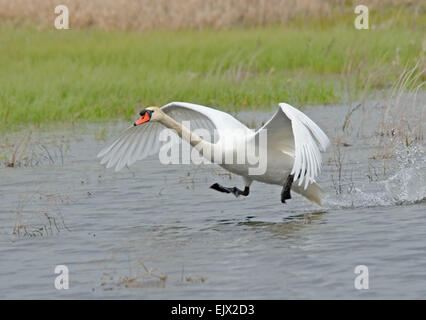 Mute Swan in Saratov region near Volga river Stock Photo