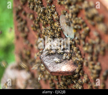 Bee hive. Closeup. Stock Photo